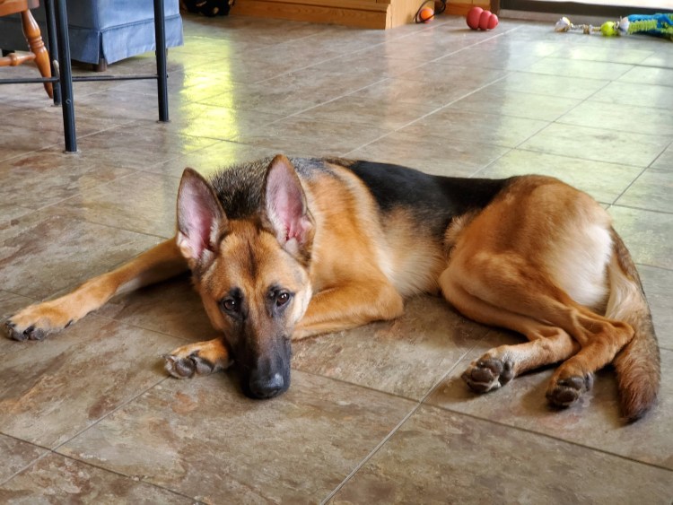 Лапы лабрадора