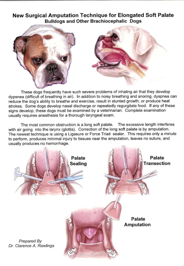 Дисплазия тазобедренных суставов у собак немецкой овчарки