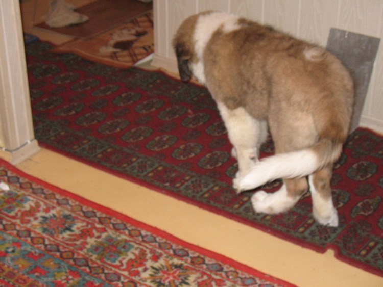 Мышцы у собак для уколов