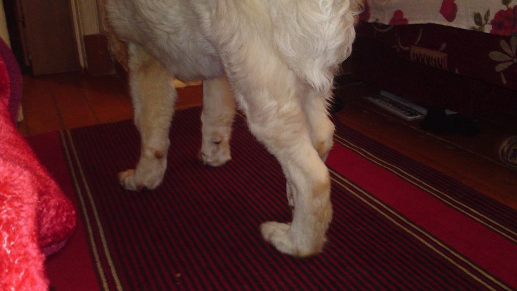 Рентген ТБС собаки норма