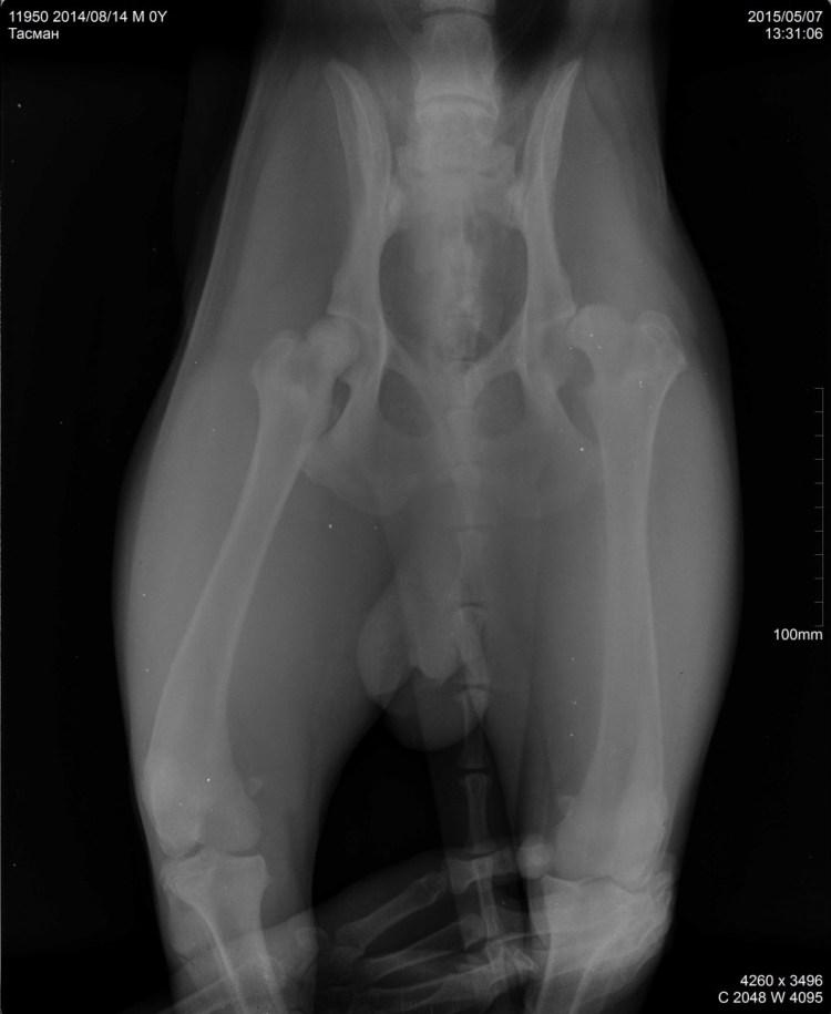 Задние лапы у немецкой овчарки