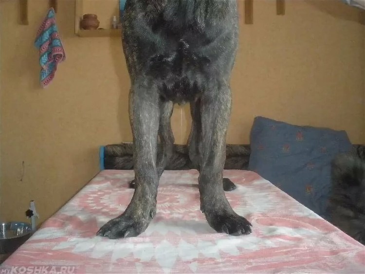 Дисплазия ТБС У собак рентген