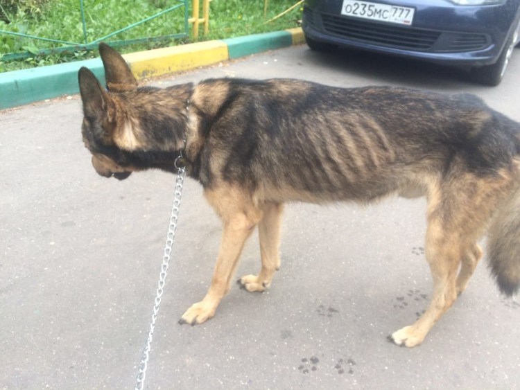 Дисплазия тазобедренного сустава у собак рентген