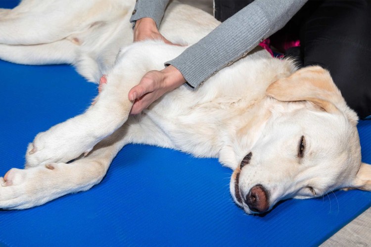 Лечение. Выпадения коленного сустава у пекинеса