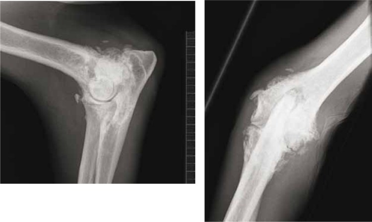 Лапы лабрадора