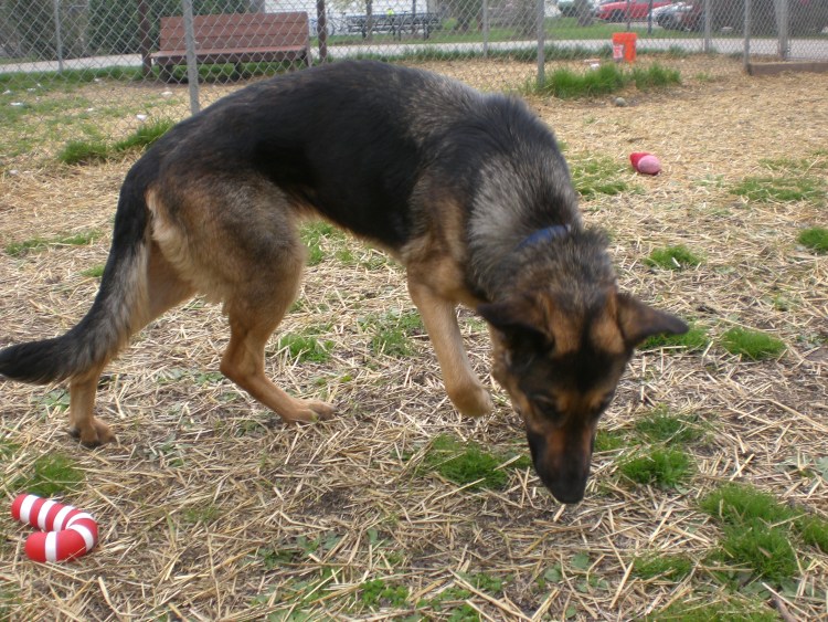 Снимок дисплазии тазобедренных суставов у собак