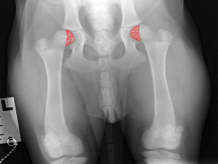 Дисплазия исбздоровой собаки