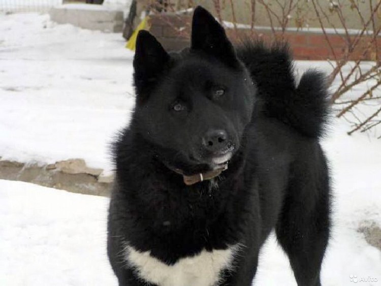 Лайка Сибирская европейская