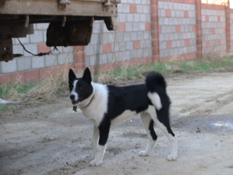 Западносибирская лайка черно белая