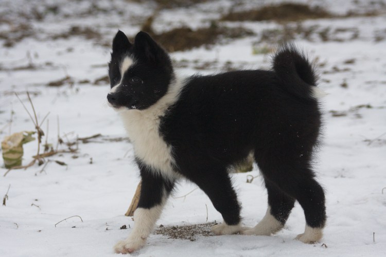 Восточно-европейская лайка