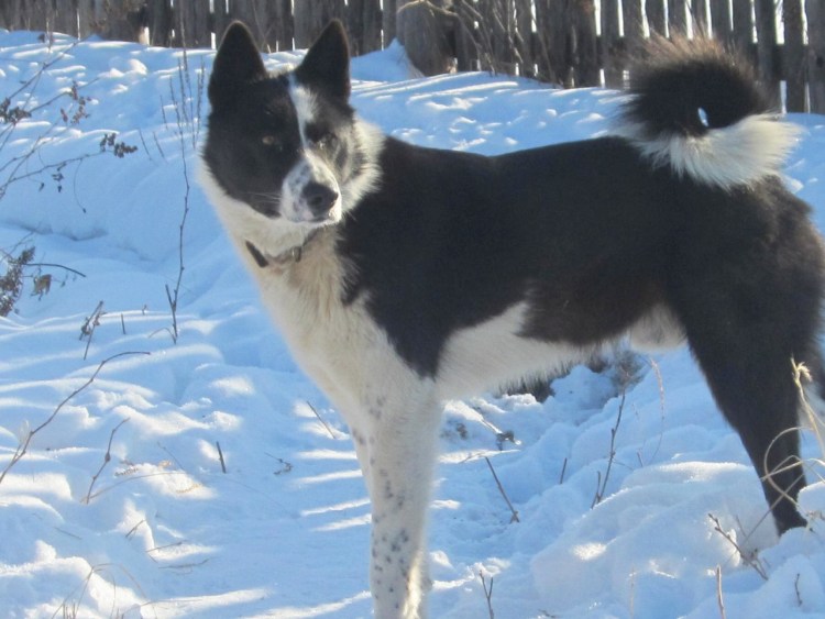 Восточносибирская лайка черно белая