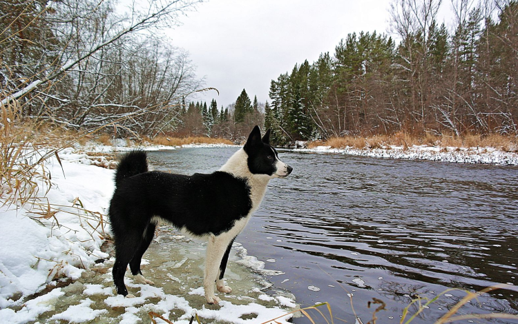 Восточно-Сибирская лайка черно-подпалая
