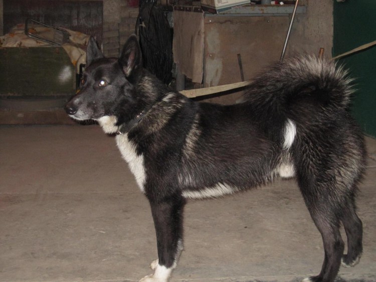 Восточно Сибирская лайка черно подпалый
