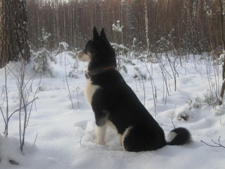 Восточносибирская лайка черно белая