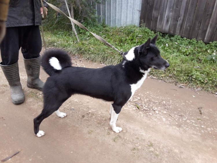 Клуб Байкал восточные Сибирские лайки