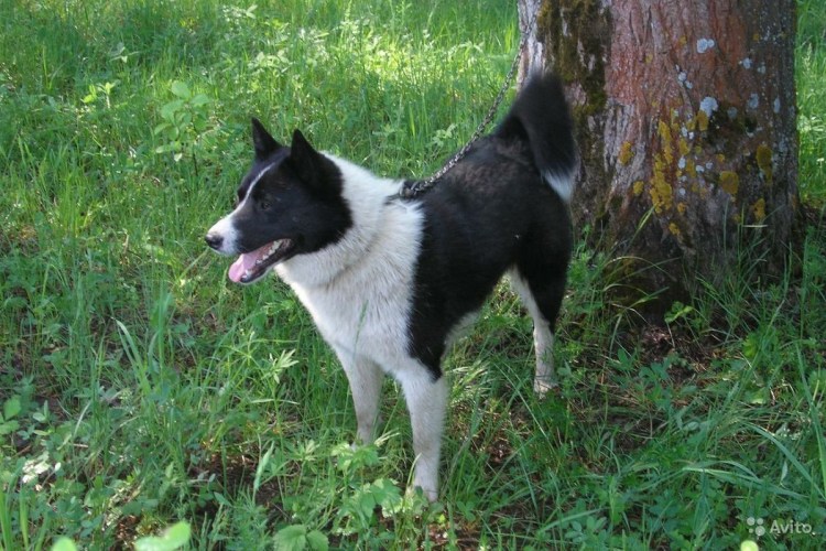 Русско-европейская лайка