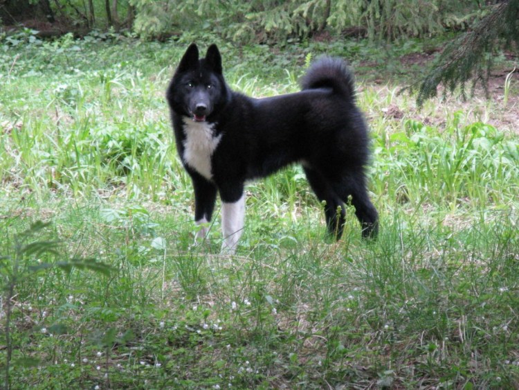 Восточно европейская лайка черная