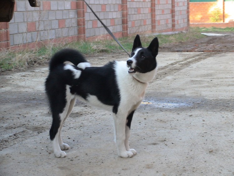 Русско-европейская лайка гладкошерстная