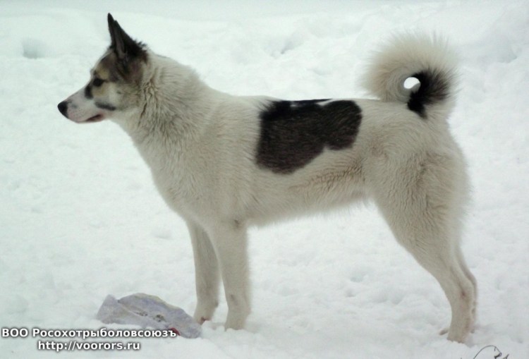 Лайка Западно-Сибирская Пегий
