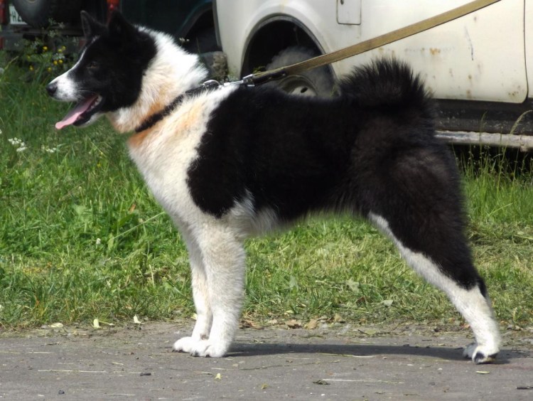 Восточно-европейская лайка