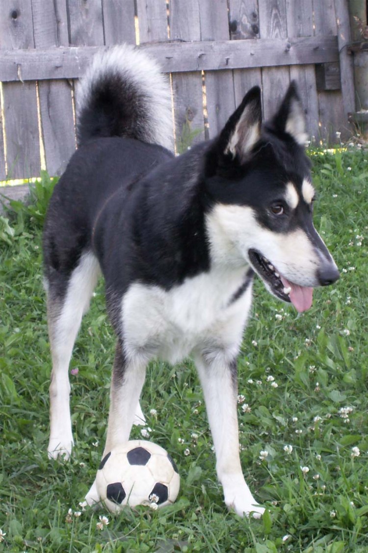 Восточносибирская лайка черная