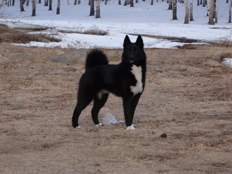 Русско-европейская лайка