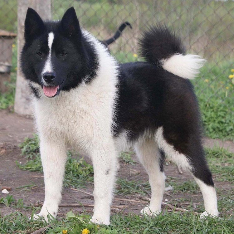 Восточноносибирская лайка