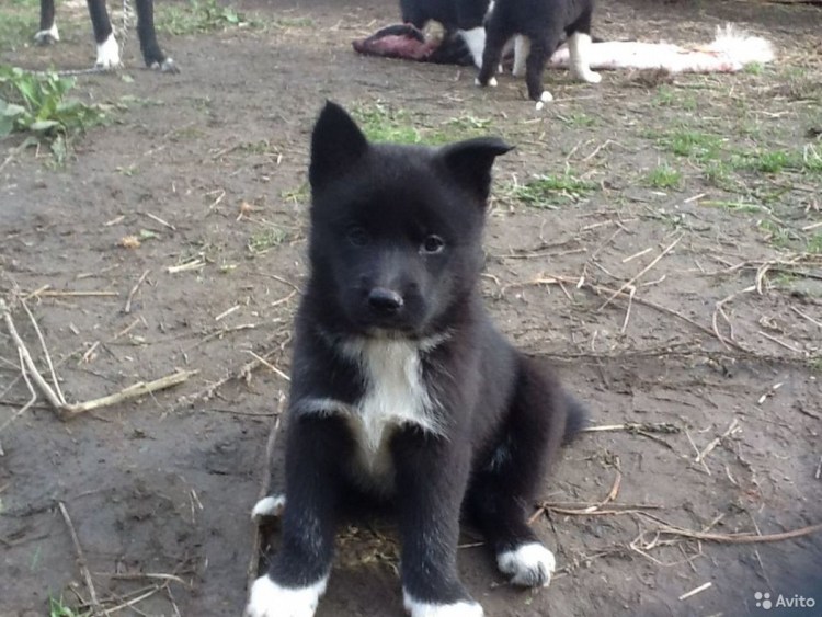 Метис русско-европейская лайка щенки