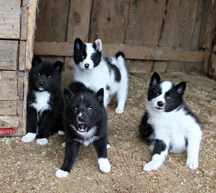 Восточно-европейская лайка
