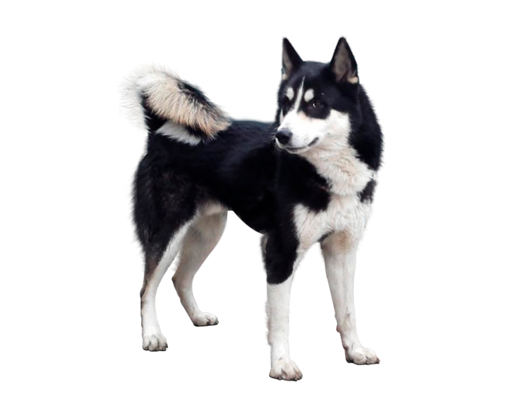 Сибирский хаски и Аляскинский хаски