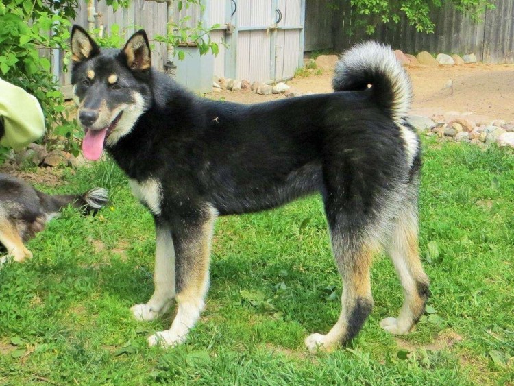 Восточно Сибирская лайка черно подпалый