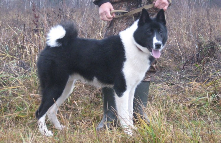 Западно европейская лайка