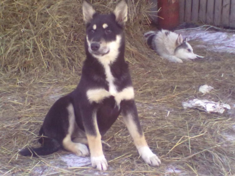 Западносибирская лайка черная