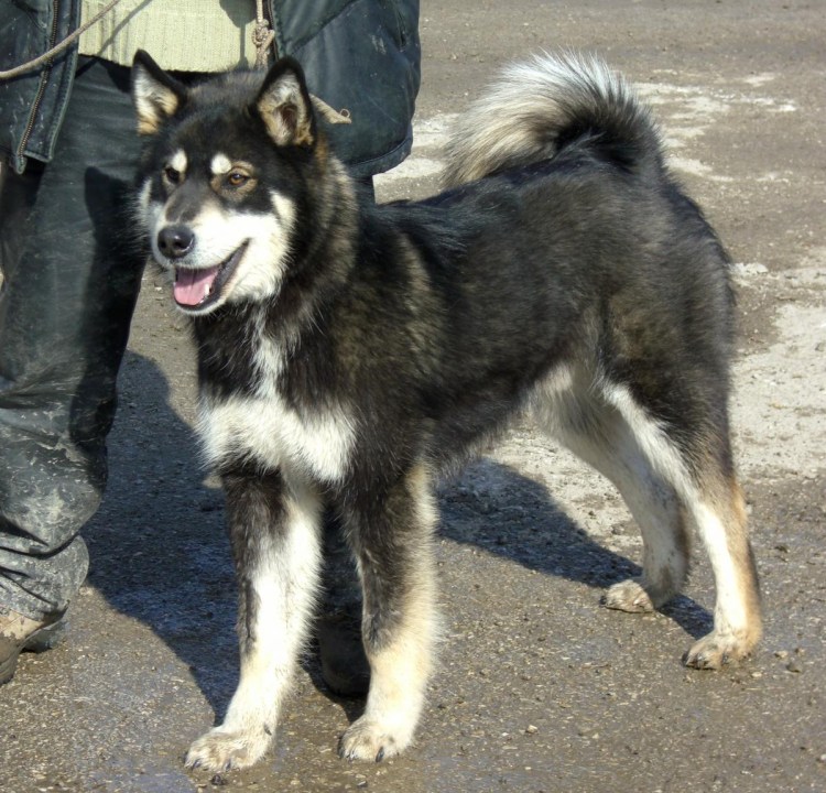 Русско Сибирская лайка