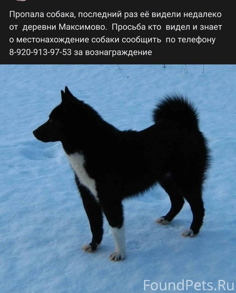 Восточно Сибирская лайка медвежатник