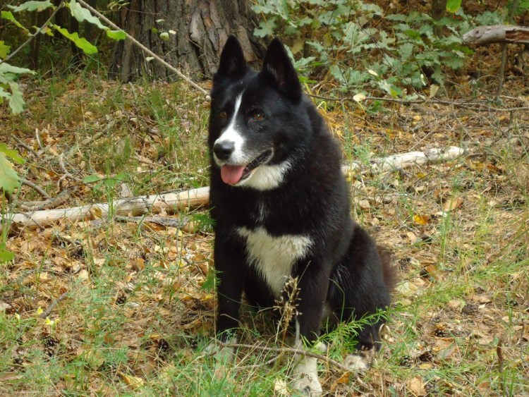 Западно европейская лайка