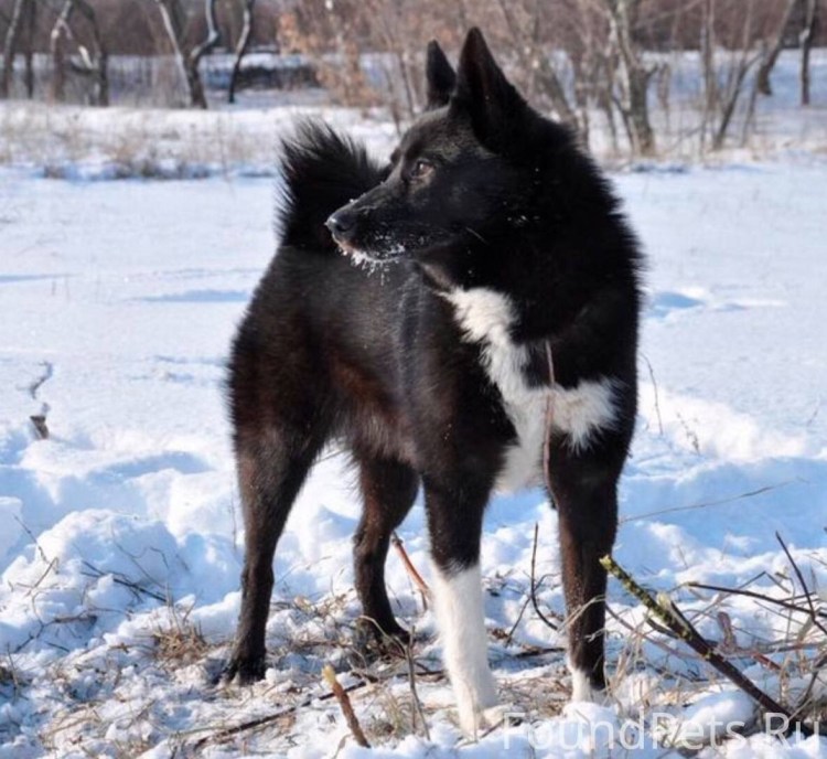Западносибирская лайка черная