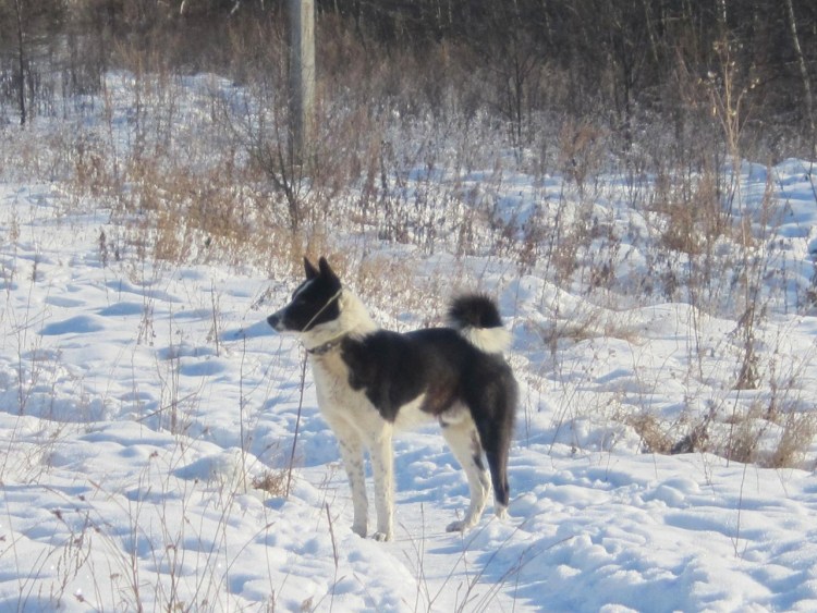 Сибирская лайка хаски