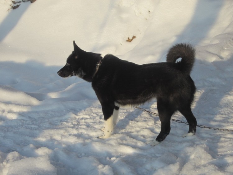 Восточносибирская лайка черная