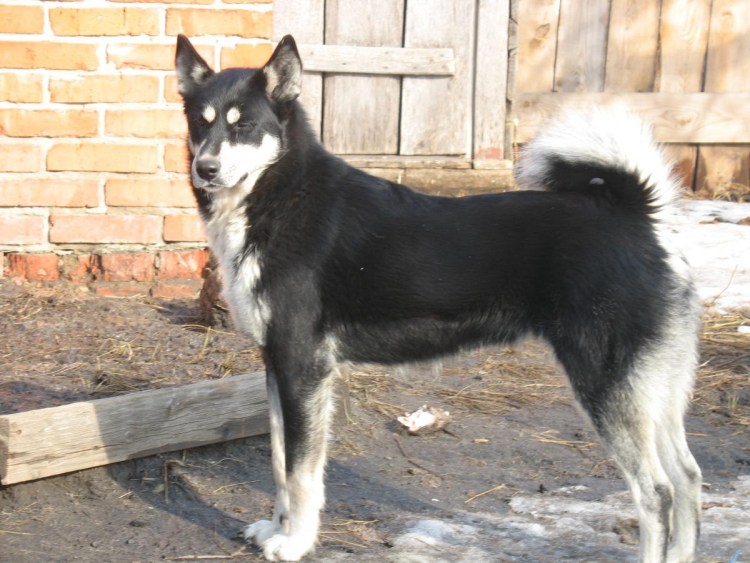 Восточносибирская лайка щенки