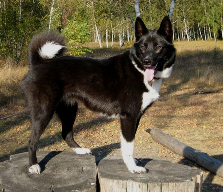 Русско-европейская лайка щенки