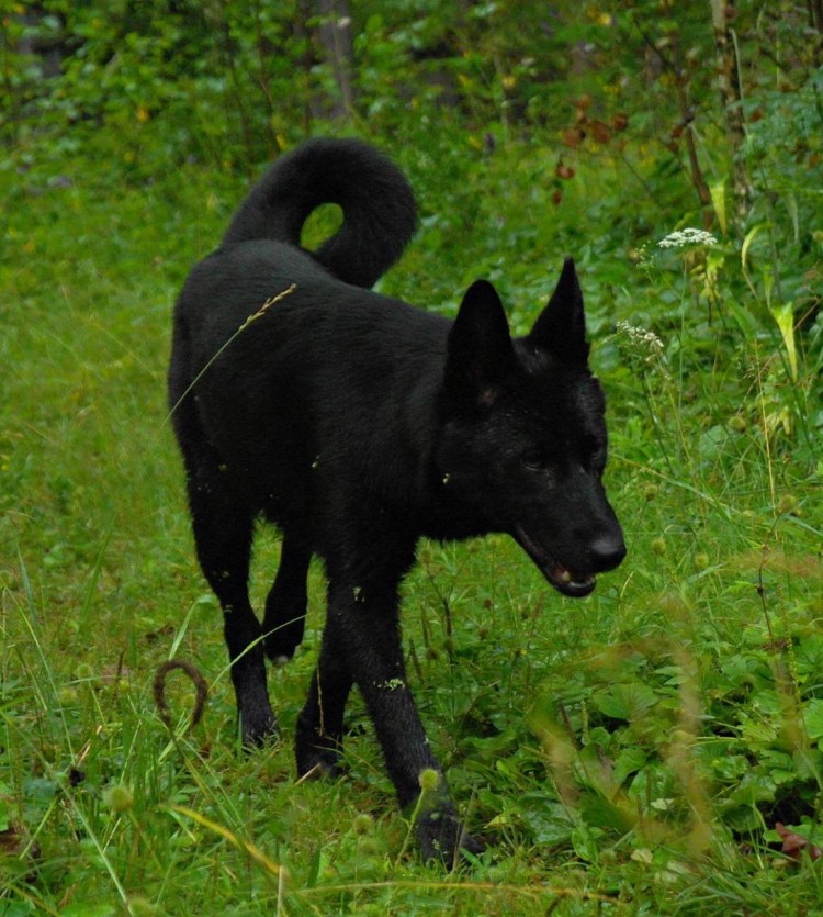 Ленинградская лайка