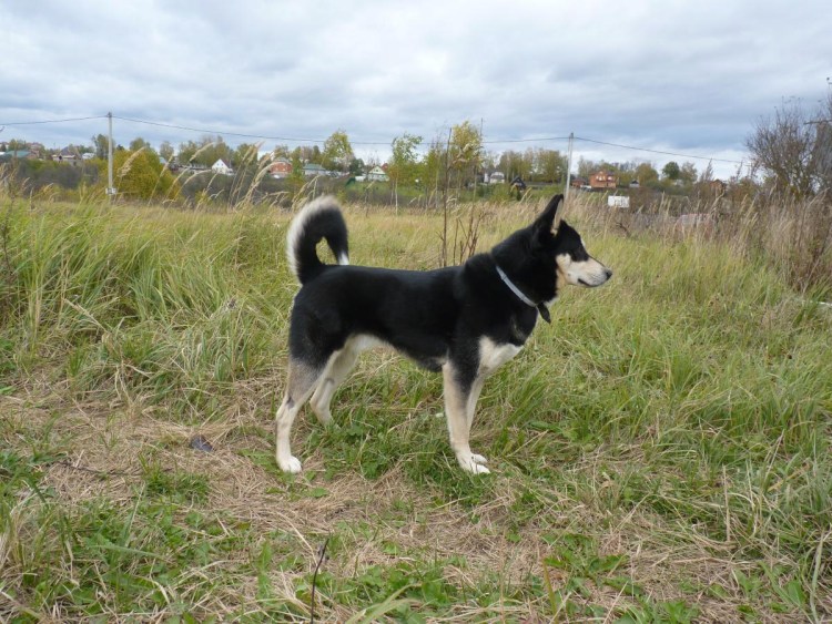 Восточносибирская лайка черная