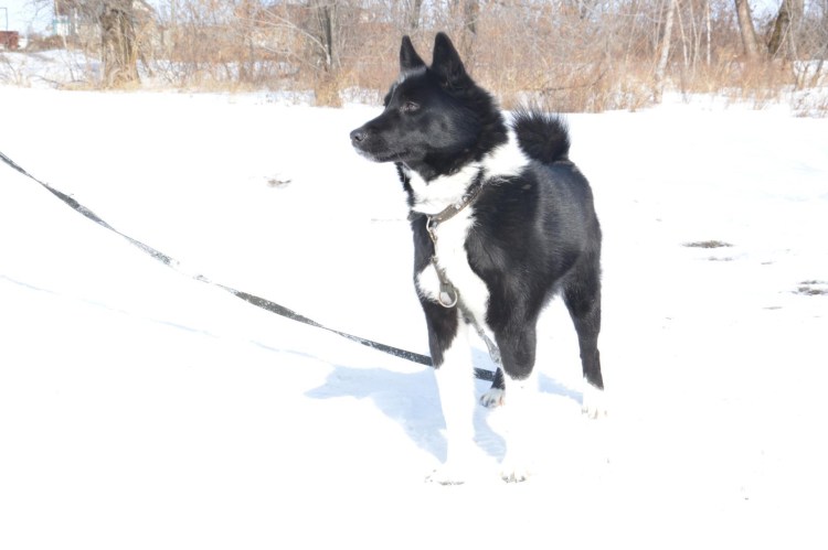 Западно-Сибирская лайка черная