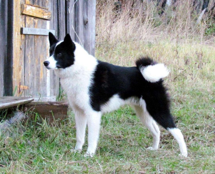 Восточно-европейская лайка