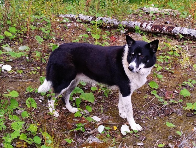Восточно-европейская лайка
