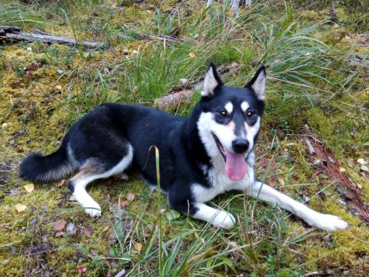 Аляскинский маламут черный