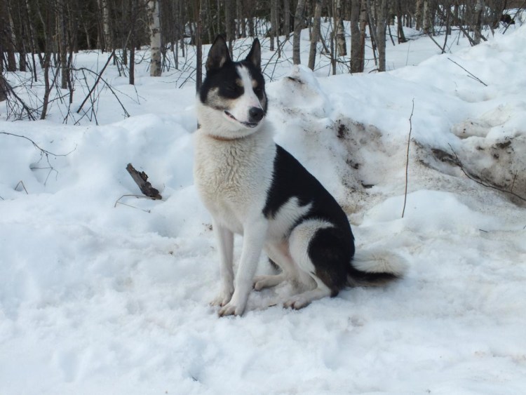 Щенки Восточно-Сибирская лайка карамистая