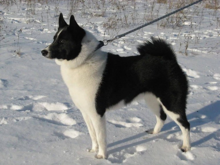 Рускоевропейская лайка