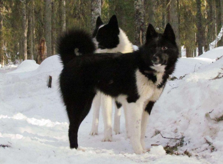Хаски черный с подпалом